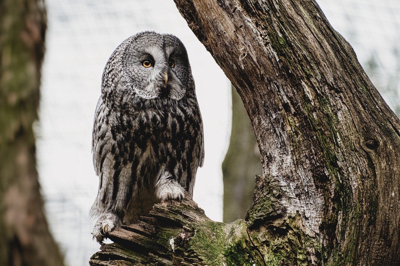 Technology Advancements Aiding in Conservation